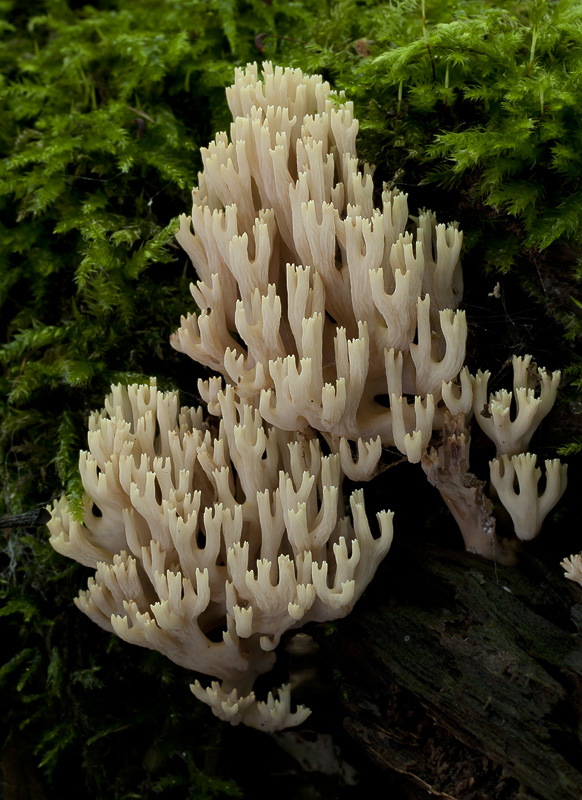 Ramaria stricta